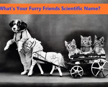 scientific animal names